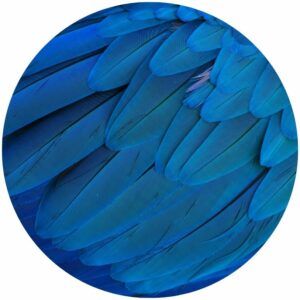 Macaw Splashback