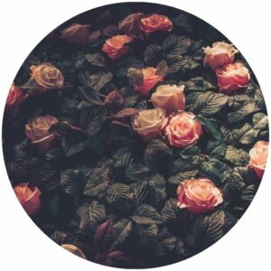 Rose Bush Splashback