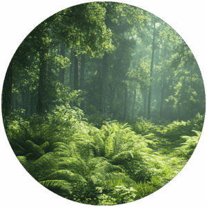 Dense Wild Forest Splashback