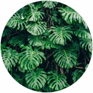 Monstera Plant Splashback