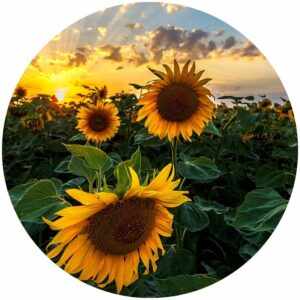 Field of Sunflowers Splashback