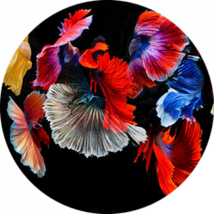 Abstract Vibrant Floral Fish Splashback