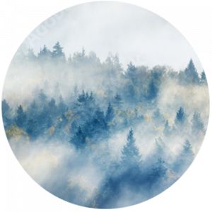 Forest Trees Emerging From Mist Splashback