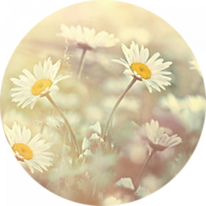 Daisies Splashback