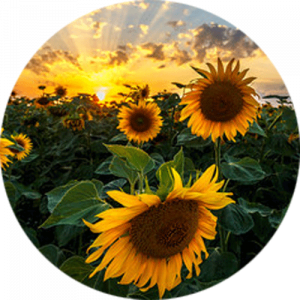 Panoramic Sunflowers Splashback