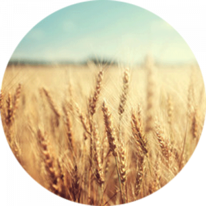Golden Wheat Splashback