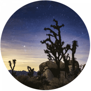 Joshua Tree Park Splashback