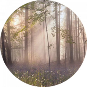 Magic Carpathian Forest at Dawn Splashback