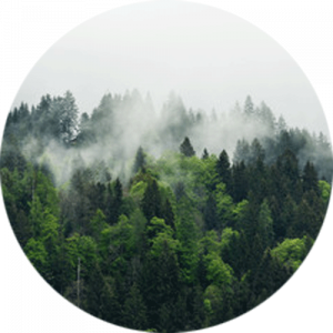 Misty Pine Forest Splashback
