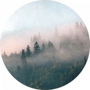 Morning Mist in Mountain Forest Splashback