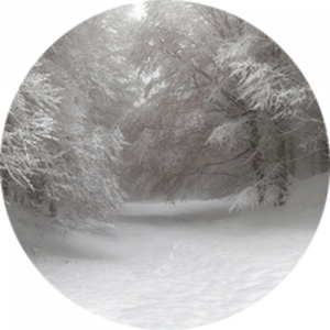 Snow-Covered Forest Path Splashback