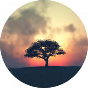 Solitary Tree Splashback