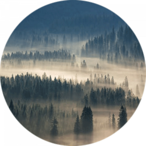 Spruce Trees Flooded with Light and Mist Splashback