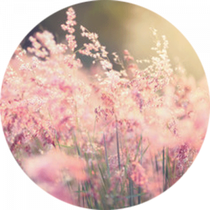 Summer Meadow Splashback