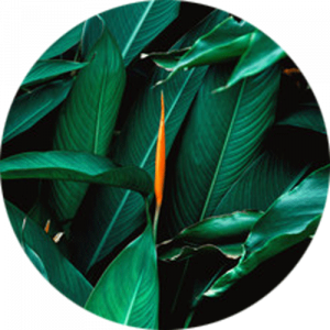 Tropical Green Splashback